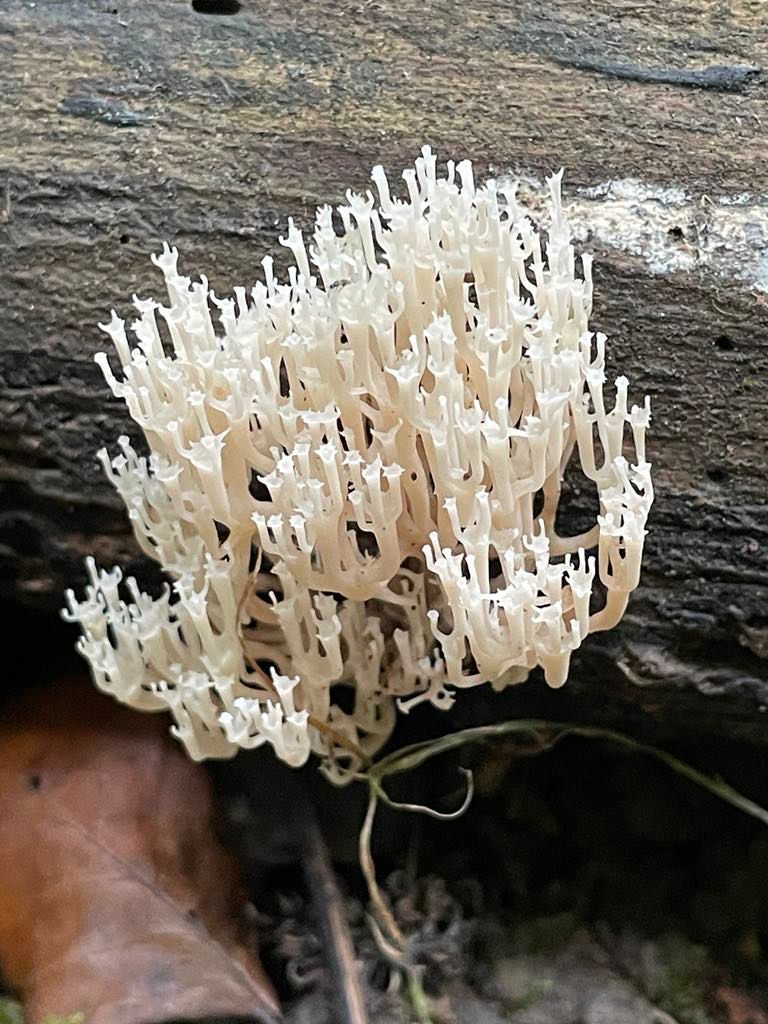 A rare crown-tipped candelabra coral fungus discovered near the Winterbourne Fields&nbsp;site