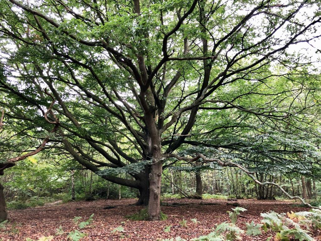 The Stop Winterbourne Fields petition has reached 1,000&nbsp;signatures!