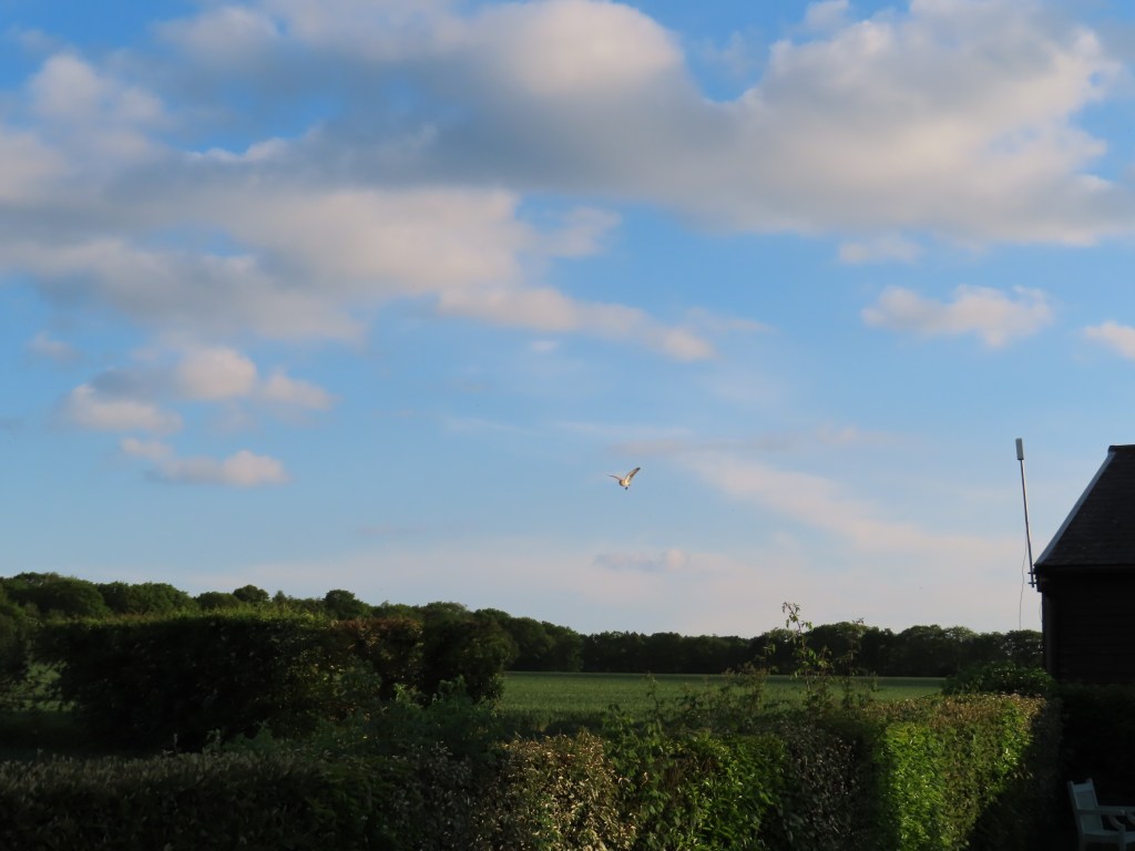 Birds of Prey Thriving at Winterbourne&nbsp;Fields